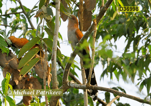 Squirrel Cuckoo (Piaya cayana)